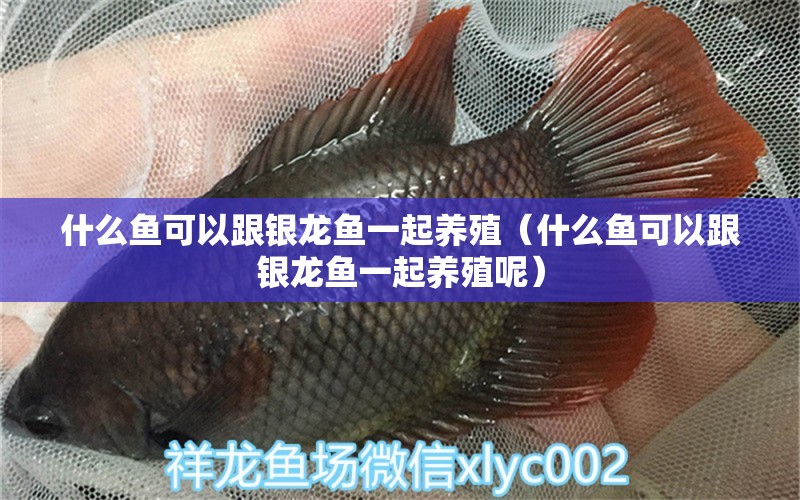 什么魚可以跟銀龍魚一起養(yǎng)殖（什么魚可以跟銀龍魚一起養(yǎng)殖呢）