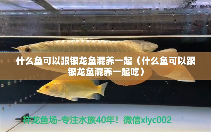 什么魚可以跟銀龍魚混養(yǎng)一起（什么魚可以跟銀龍魚混養(yǎng)一起吃）