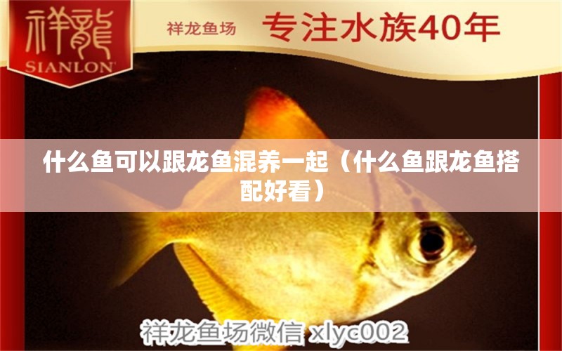 什么魚可以跟龍魚混養(yǎng)一起（什么魚跟龍魚搭配好看）