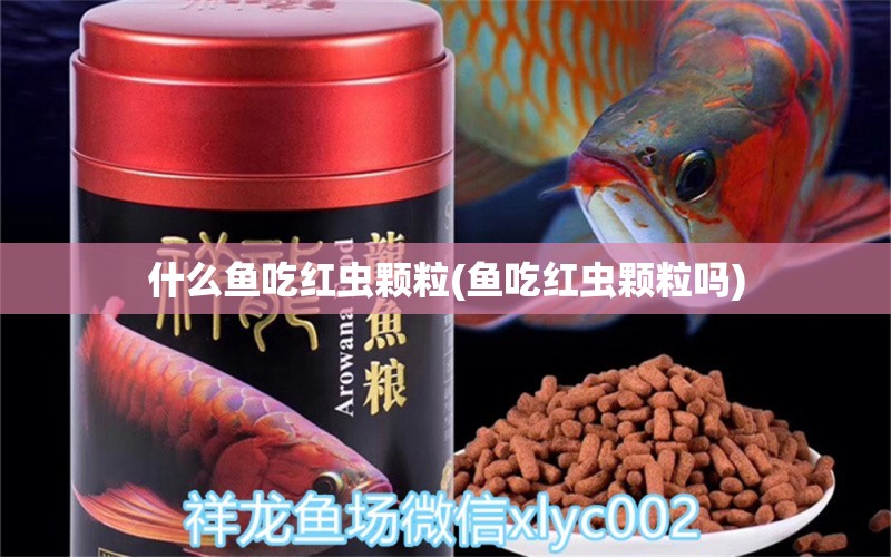 什么魚吃紅蟲顆粒(魚吃紅蟲顆粒嗎) 非洲金鼓魚