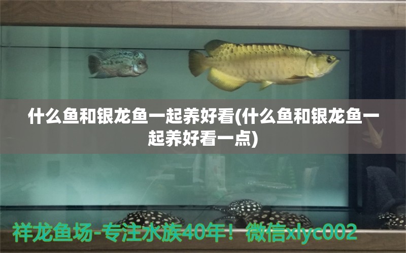 什么魚和銀龍魚一起養(yǎng)好看(什么魚和銀龍魚一起養(yǎng)好看一點) 銀龍魚