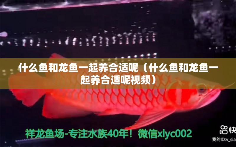 什么魚和龍魚一起養(yǎng)合適呢（什么魚和龍魚一起養(yǎng)合適呢視頻） 廣州龍魚批發(fā)市場