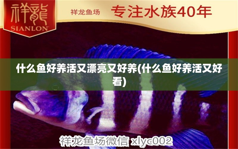 什么魚好養(yǎng)活又漂亮又好養(yǎng)(什么魚好養(yǎng)活又好看) 鸚鵡魚