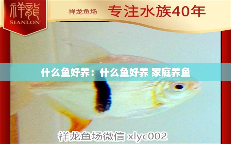 什么魚好養(yǎng)：什么魚好養(yǎng) 家庭養(yǎng)魚 虎魚魚苗