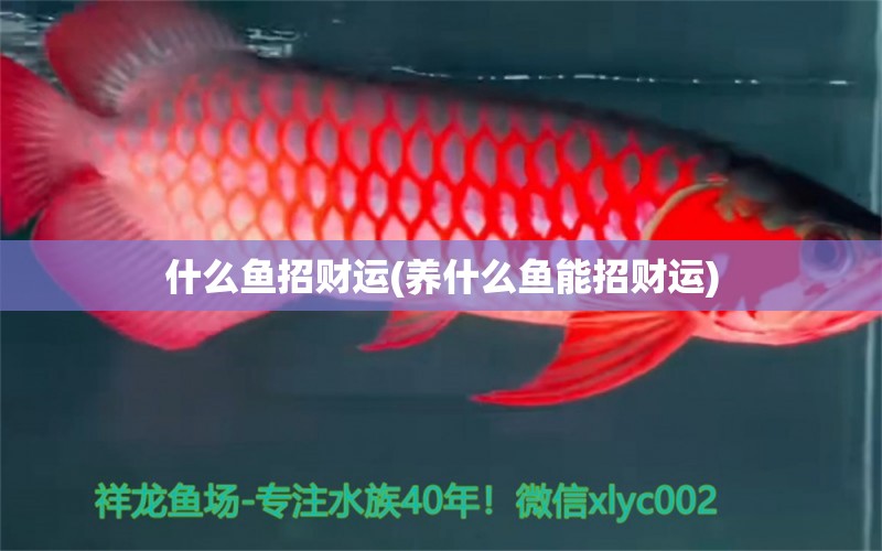 什么魚招財運(養(yǎng)什么魚能招財運) 青龍魚