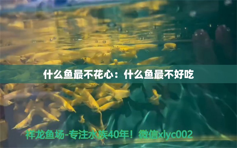 什么魚最不花心：什么魚最不好吃