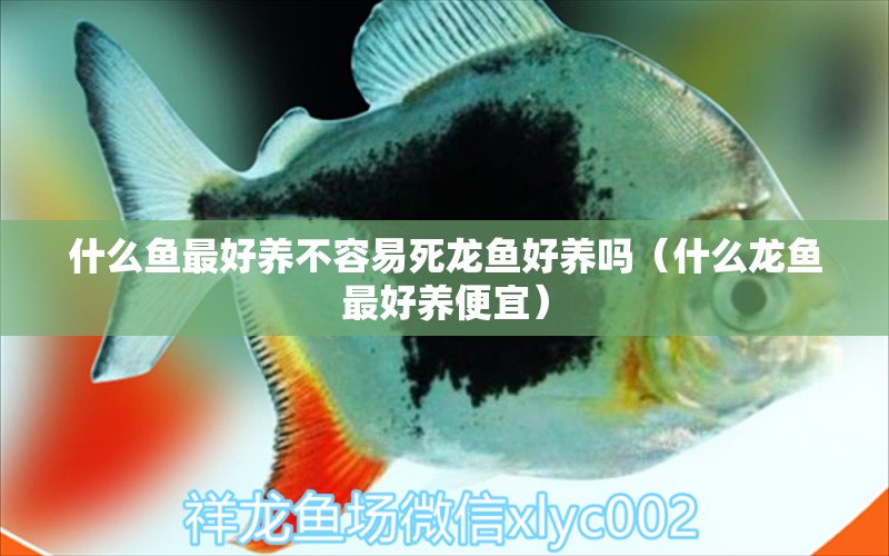 什么魚最好養(yǎng)不容易死龍魚好養(yǎng)嗎（什么龍魚最好養(yǎng)便宜）