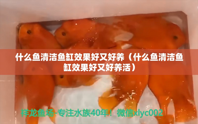 什么魚清潔魚缸效果好又好養(yǎng)（什么魚清潔魚缸效果好又好養(yǎng)活）