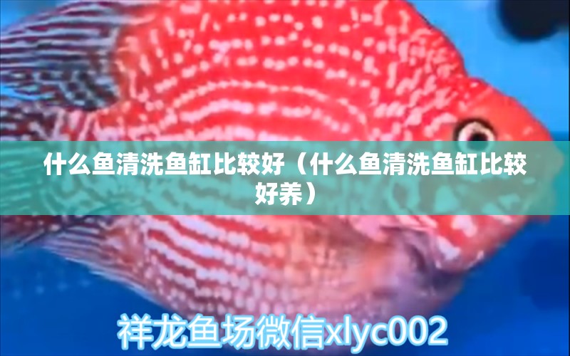 什么魚(yú)清洗魚(yú)缸比較好（什么魚(yú)清洗魚(yú)缸比較好養(yǎng)）