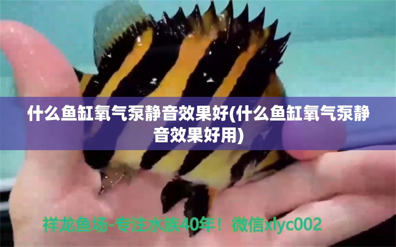 什么魚缸氧氣泵靜音效果好(什么魚缸氧氣泵靜音效果好用)