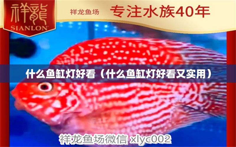 什么魚缸燈好看（什么魚缸燈好看又實用） 白子銀龍苗（黃化銀龍苗）