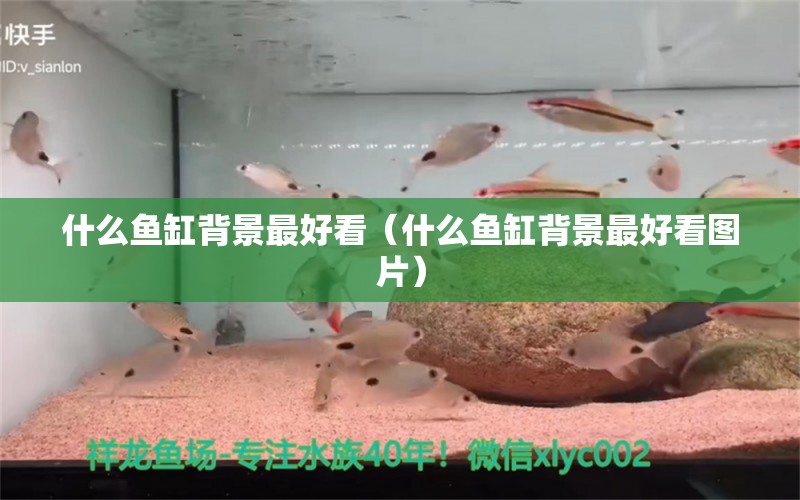 什么魚(yú)缸背景最好看（什么魚(yú)缸背景最好看圖片） 金龍福龍魚(yú)