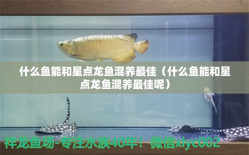 什么魚(yú)能和星點(diǎn)龍魚(yú)混養(yǎng)最佳（什么魚(yú)能和星點(diǎn)龍魚(yú)混養(yǎng)最佳呢）