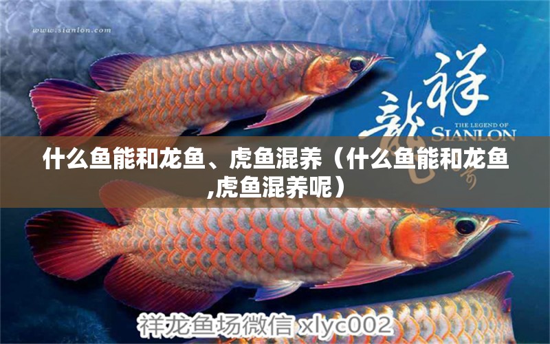 什么魚能和龍魚、虎魚混養(yǎng)（什么魚能和龍魚,虎魚混養(yǎng)呢）