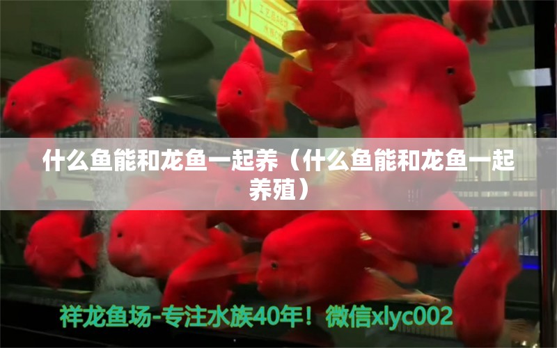 什么魚(yú)能和龍魚(yú)一起養(yǎng)（什么魚(yú)能和龍魚(yú)一起養(yǎng)殖） 廣州龍魚(yú)批發(fā)市場(chǎng)