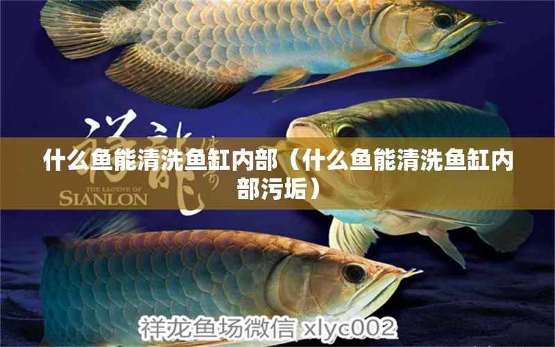 什么魚能清洗魚缸內(nèi)部（什么魚能清洗魚缸內(nèi)部污垢） 祥龍水族醫(yī)院