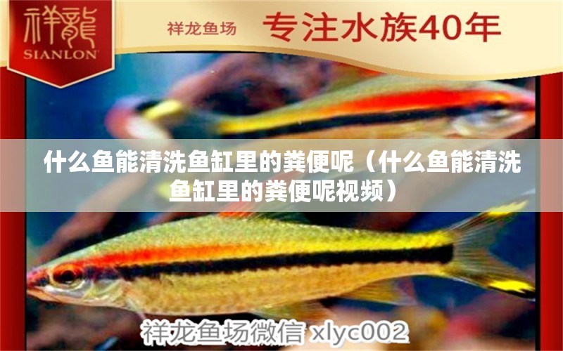 什么魚能清洗魚缸里的糞便呢（什么魚能清洗魚缸里的糞便呢視頻） 森森魚缸