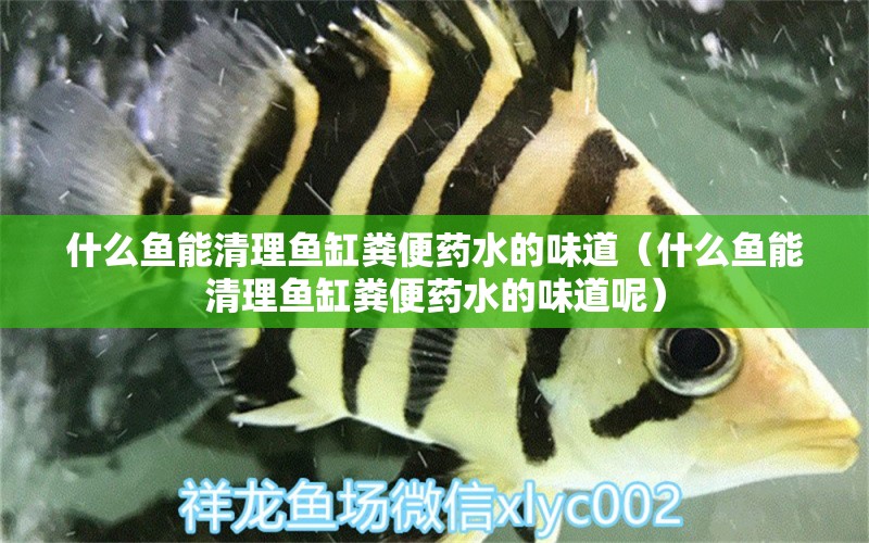 什么魚(yú)能清理魚(yú)缸糞便藥水的味道（什么魚(yú)能清理魚(yú)缸糞便藥水的味道呢） 祥龍水族醫(yī)院