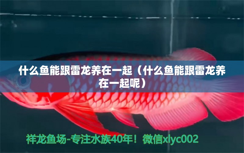 什么魚能跟雷龍養(yǎng)在一起（什么魚能跟雷龍養(yǎng)在一起呢）