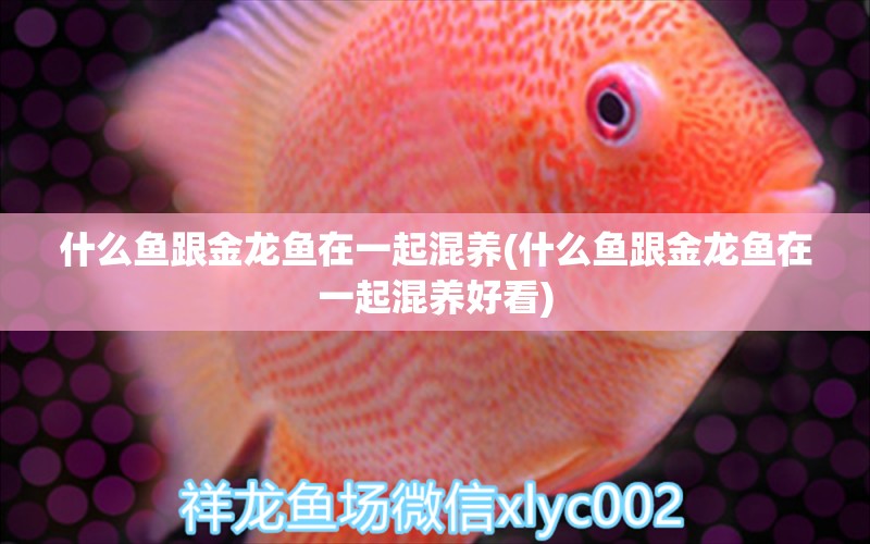 什么魚跟金龍魚在一起混養(yǎng)(什么魚跟金龍魚在一起混養(yǎng)好看) 黃寬帶蝴蝶魚