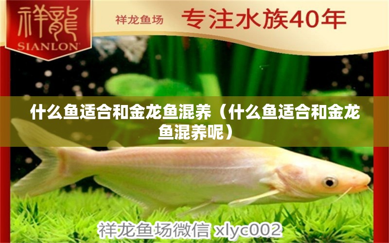 什么魚適合和金龍魚混養(yǎng)（什么魚適合和金龍魚混養(yǎng)呢）