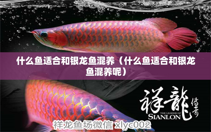 什么魚適合和銀龍魚混養(yǎng)（什么魚適合和銀龍魚混養(yǎng)呢） 銀龍魚