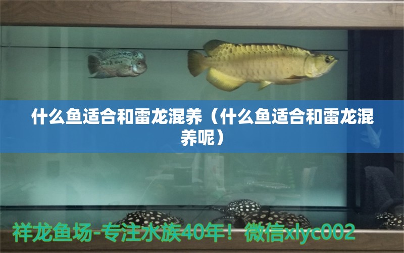 什么魚適合和雷龍混養(yǎng)（什么魚適合和雷龍混養(yǎng)呢）