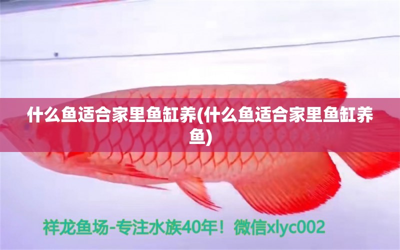 什么魚適合家里魚缸養(yǎng)(什么魚適合家里魚缸養(yǎng)魚) 稀有紅龍品種