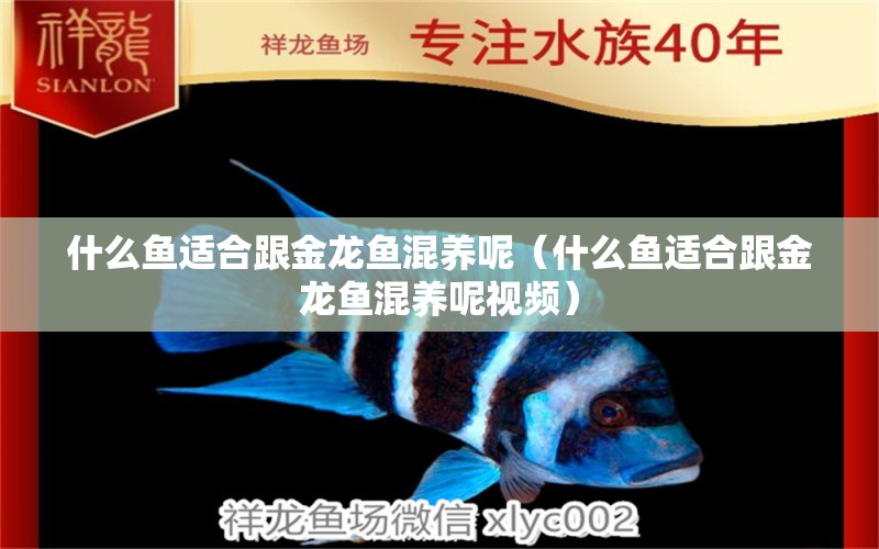 什么魚(yú)適合跟金龍魚(yú)混養(yǎng)呢（什么魚(yú)適合跟金龍魚(yú)混養(yǎng)呢視頻）