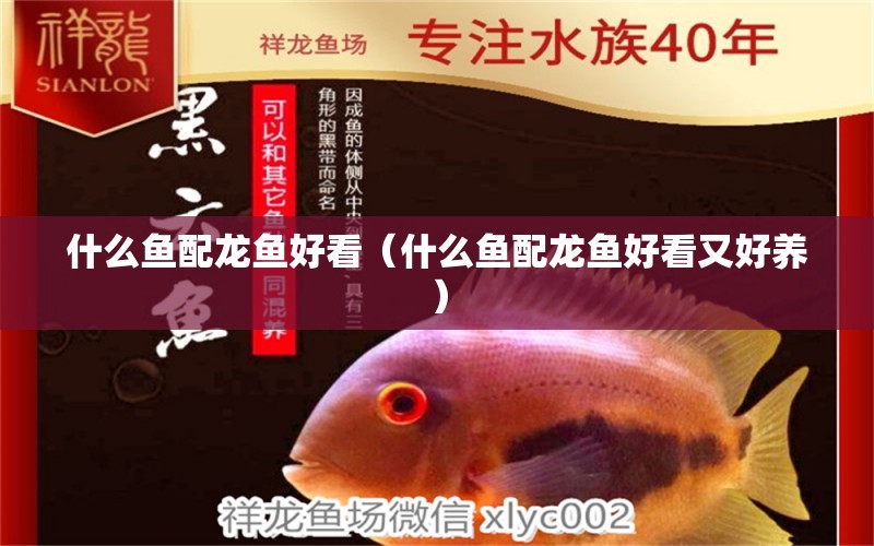 什么魚配龍魚好看（什么魚配龍魚好看又好養(yǎng)）