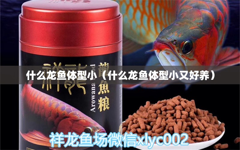 什么龍魚體型?。ㄊ裁待堲~體型小又好養(yǎng)） 廣州龍魚批發(fā)市場