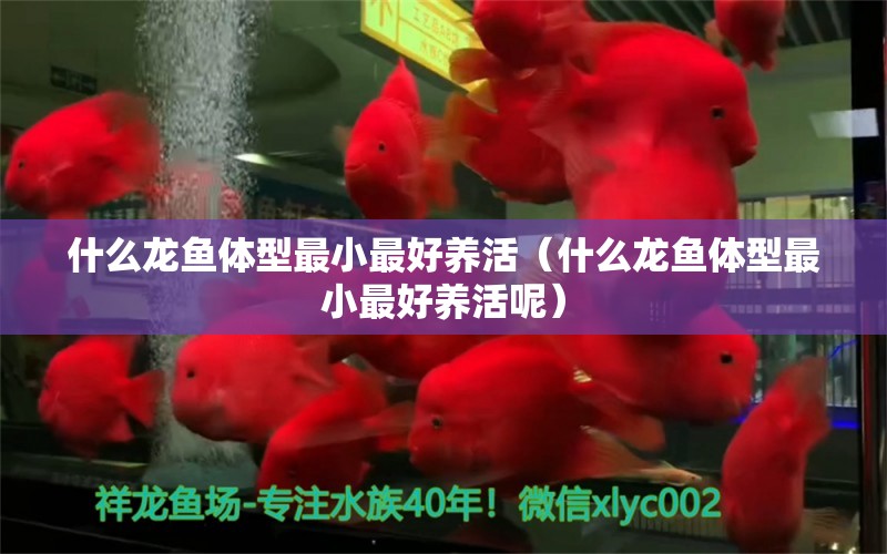 什么龍魚體型最小最好養(yǎng)活（什么龍魚體型最小最好養(yǎng)活呢） 祥龍水族醫(yī)院