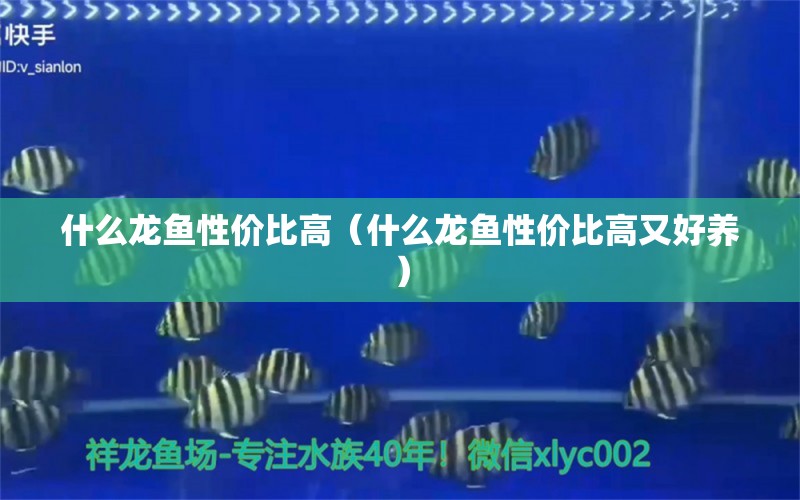 什么龍魚性價比高（什么龍魚性價比高又好養(yǎng)） 廣州龍魚批發(fā)市場