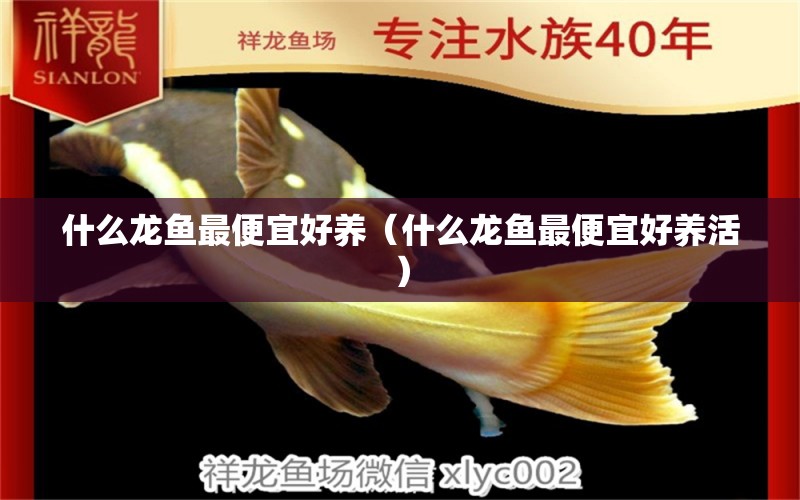 什么龍魚最便宜好養(yǎng)（什么龍魚最便宜好養(yǎng)活）