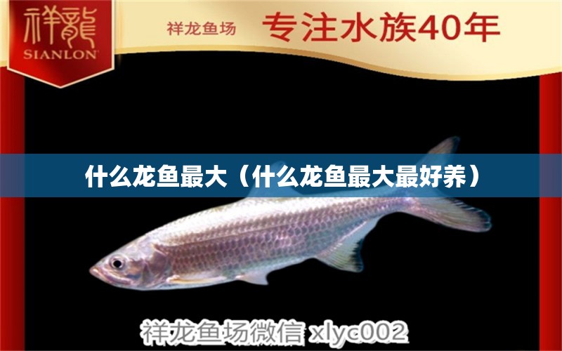 什么龍魚最大（什么龍魚最大最好養(yǎng)）