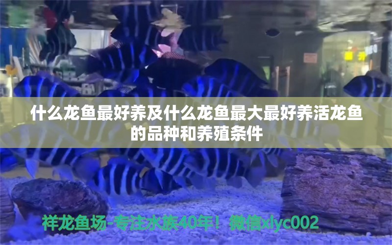 什么龍魚最好養(yǎng)及什么龍魚最大最好養(yǎng)活龍魚的品種和養(yǎng)殖條件