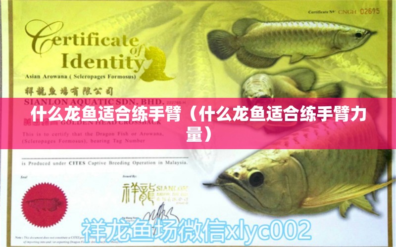 什么龍魚適合練手臂（什么龍魚適合練手臂力量）