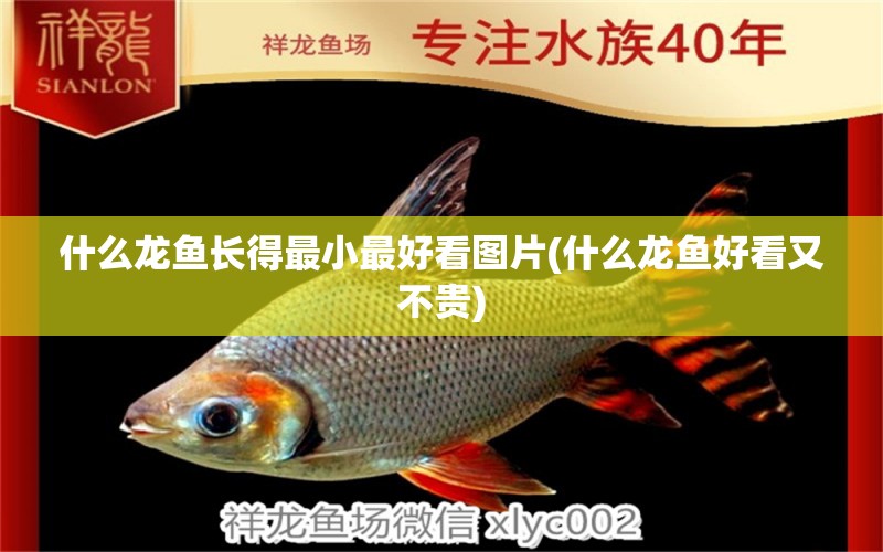 什么龍魚長得最小最好看圖片(什么龍魚好看又不貴)