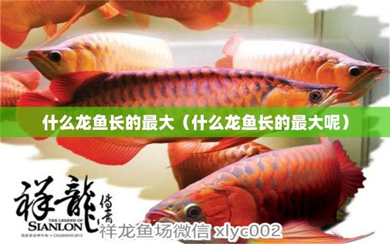 什么龍魚(yú)長(zhǎng)的最大（什么龍魚(yú)長(zhǎng)的最大呢） 龍魚(yú)疾病與治療