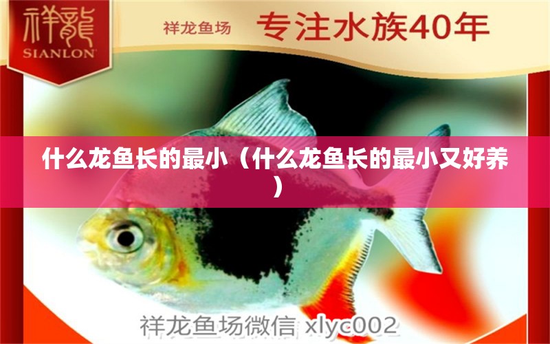 什么龍魚(yú)長(zhǎng)的最小（什么龍魚(yú)長(zhǎng)的最小又好養(yǎng)）