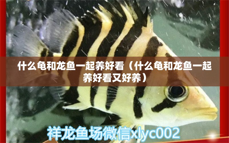 什么龜和龍魚一起養(yǎng)好看（什么龜和龍魚一起養(yǎng)好看又好養(yǎng)） 烏龜