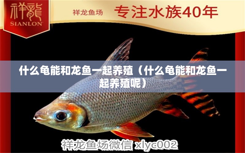 什么龜能和龍魚一起養(yǎng)殖（什么龜能和龍魚一起養(yǎng)殖呢） 烏龜