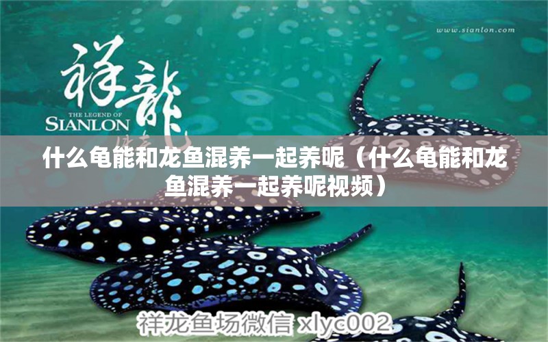 什么龜能和龍魚混養(yǎng)一起養(yǎng)呢（什么龜能和龍魚混養(yǎng)一起養(yǎng)呢視頻） 烏龜