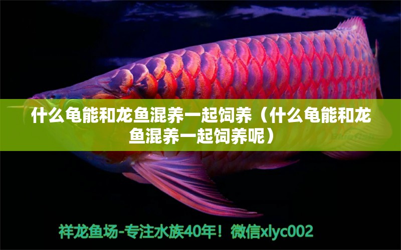 什么龜能和龍魚混養(yǎng)一起飼養(yǎng)（什么龜能和龍魚混養(yǎng)一起飼養(yǎng)呢） 烏龜