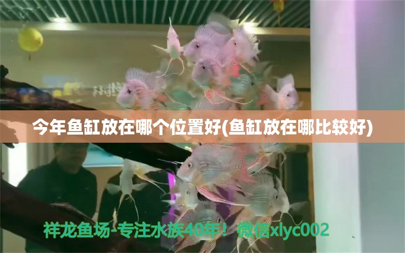 今年魚缸放在哪個(gè)位置好(魚缸放在哪比較好) 藍(lán)帆三間魚