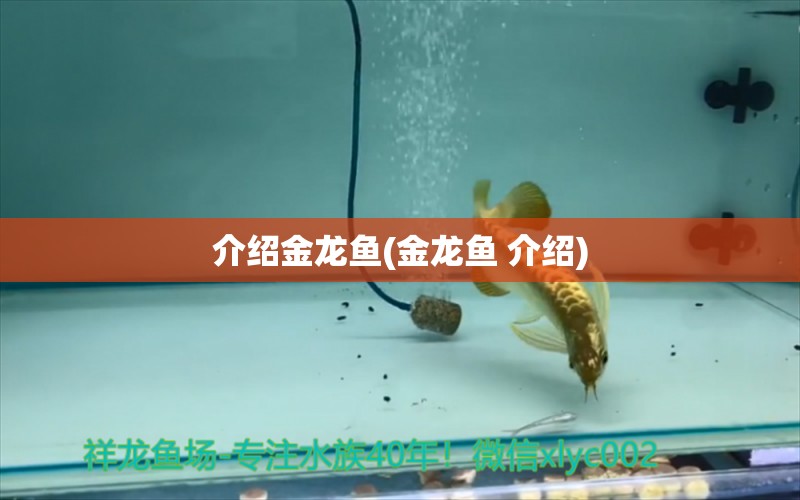 介紹金龍魚(金龍魚 介紹) 銀龍魚