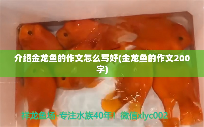 介紹金龍魚的作文怎么寫好(金龍魚的作文200字)