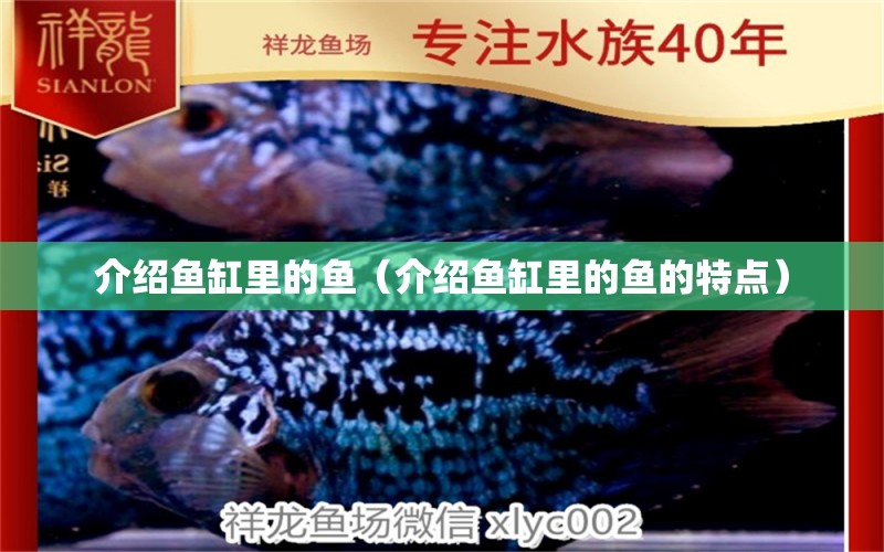 介紹魚(yú)缸里的魚(yú)（介紹魚(yú)缸里的魚(yú)的特點(diǎn)） 祥龍魚(yú)場(chǎng)