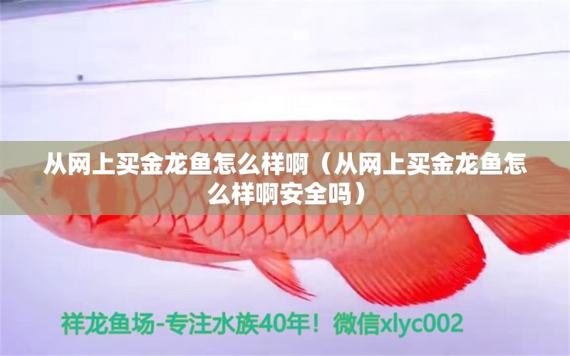 從網(wǎng)上買金龍魚怎么樣?。◤木W(wǎng)上買金龍魚怎么樣啊安全嗎） 網(wǎng)上購(gòu)買觀賞魚