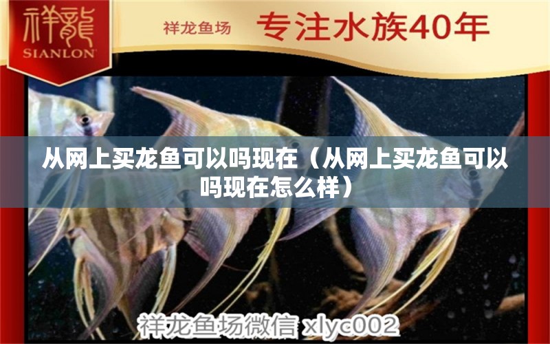 從網上買龍魚可以嗎現在（從網上買龍魚可以嗎現在怎么樣）